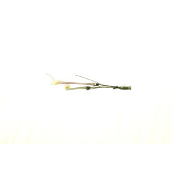 LCD Cable for X200 Tablet