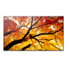MODEL PN-M652, 65" M-Series Large Format Display, UHD, 550cd/m2, D-LED