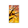 MODEL PN-M862, 86" M-Series Large Format Display, UHD, 550cd/m2, D-LED